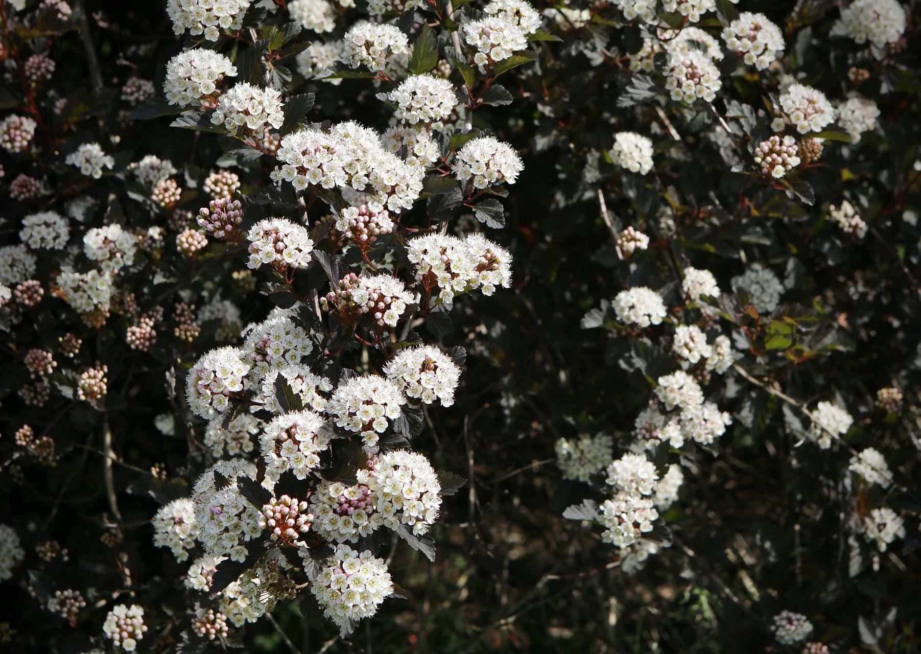 Photo of Summer Wine